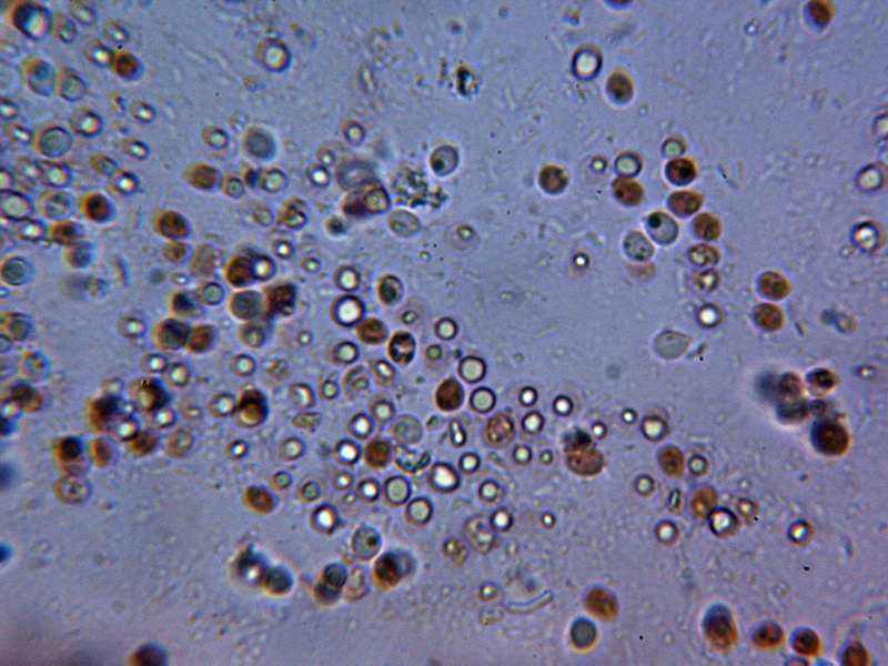 Corticial hydnoide para identificar. (Hyphodontia spathulata)